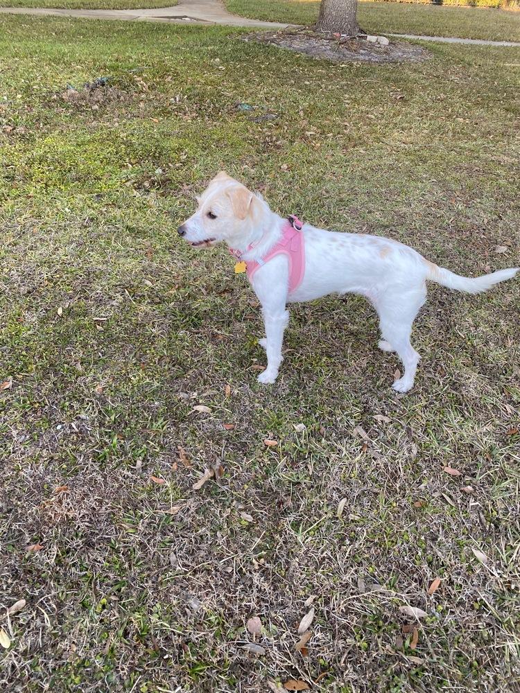 Lily, a Adoptable mixed breed in St. Petersburg, FL image 2/5
