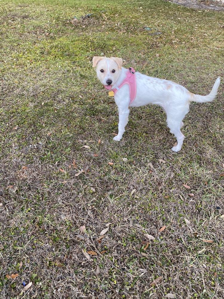 Lily, a Adoptable mixed breed in St. Petersburg, FL image 3/5