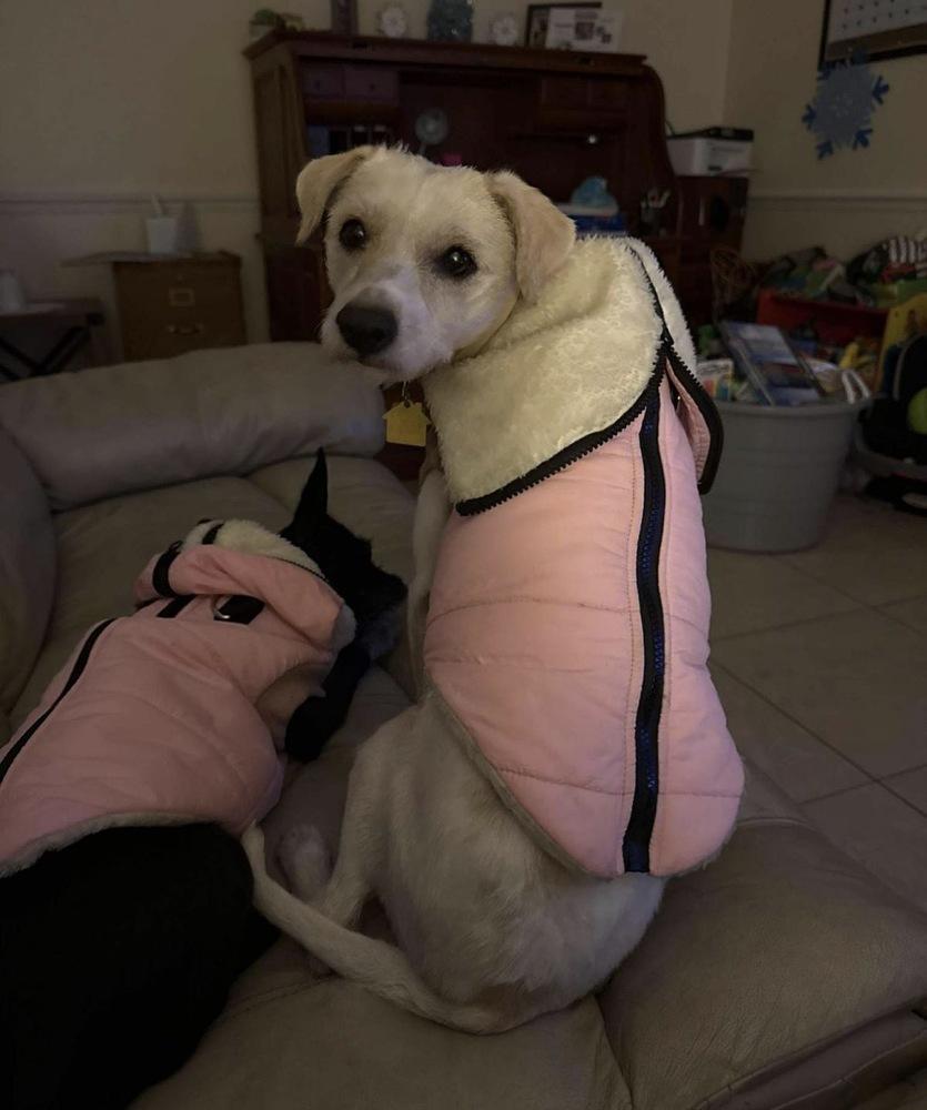 Lily, a Adoptable mixed breed in St. Petersburg, FL image 4/5