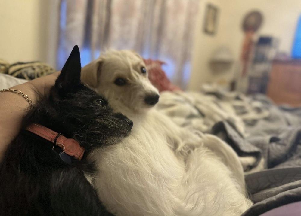 Lily, a Adoptable mixed breed in St. Petersburg, FL image 5/5