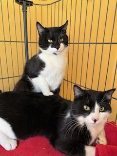 Sebastian, Adoptable, Young Male Domestic Short Hair.