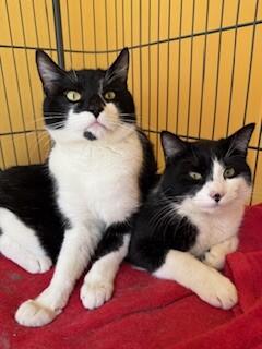 Enlarge Sebastian, a Adoptable Domestic Short Hair in Arlington, WA image 2/5