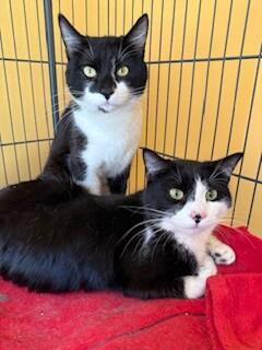 Enlarge Sebastian, a Adoptable Domestic Short Hair in Arlington, WA image 3/5