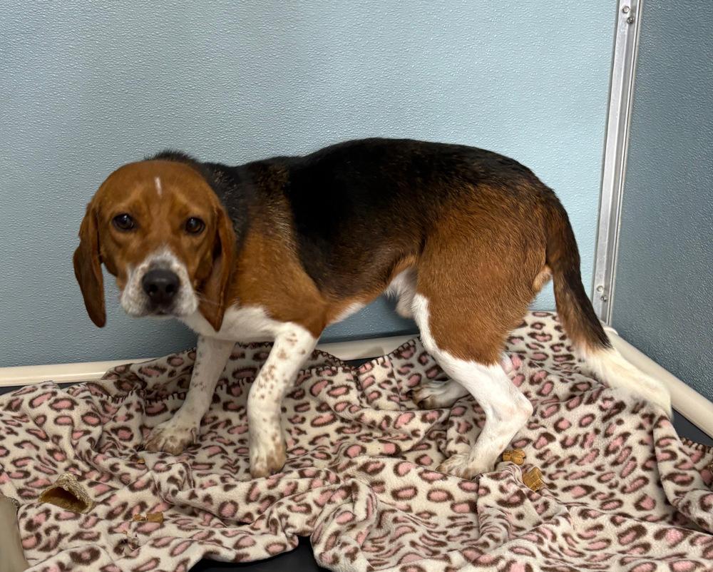 Enlarge BERNIE, a Adoptable Beagle in Rochester, IN image 1/1