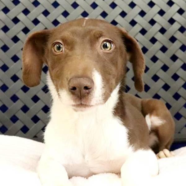 Enlarge Klee, a Adoptable mixed breed in Midland, TX image 1/1