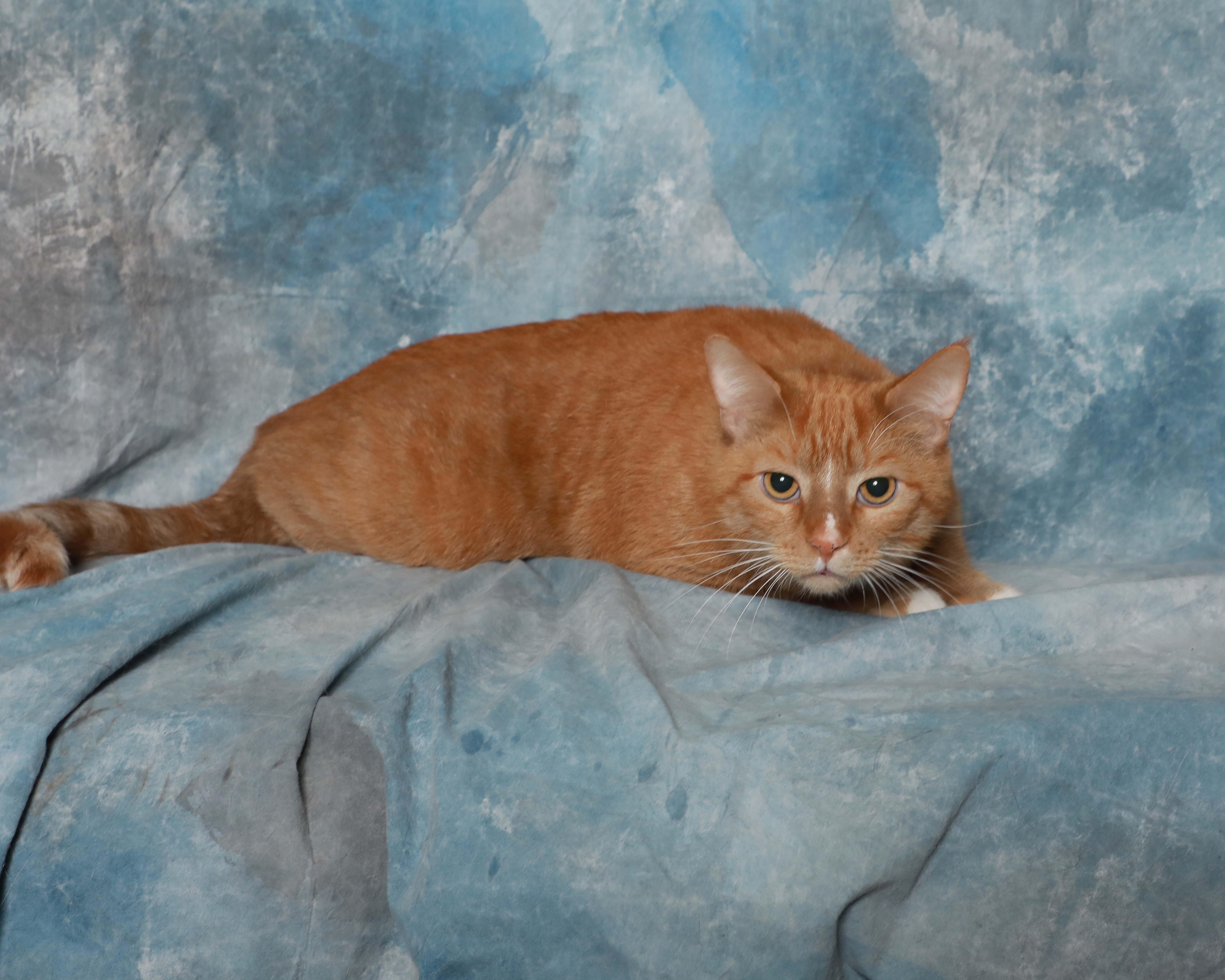 Cornelius, adopted, Adult Male Domestic Short Hair.