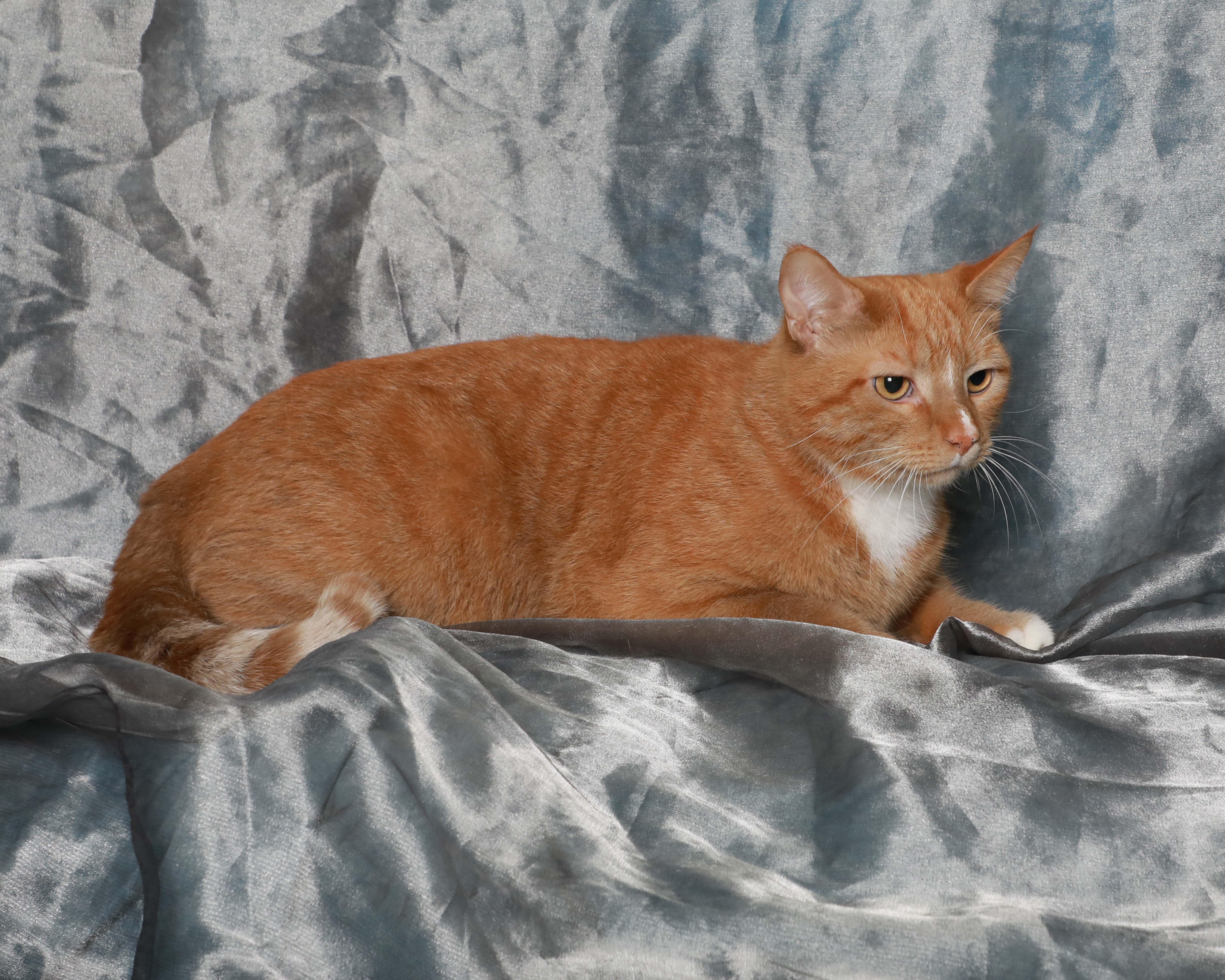 Cornelius, an adopted Domestic Short Hair in Rock Falls, IL image 2/2