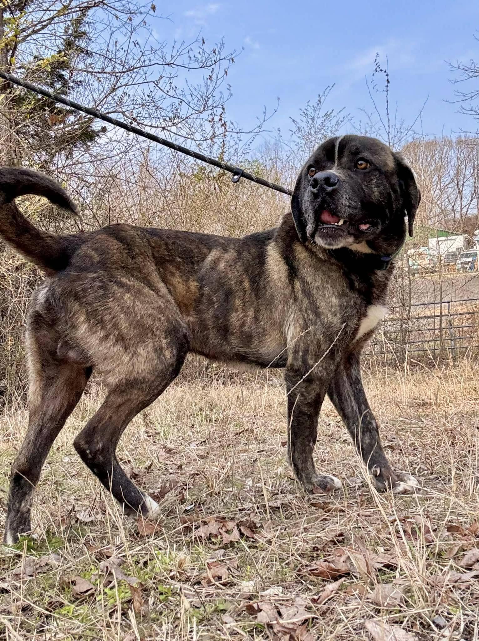 Enlarge CHARLIE, a ADOPTABLE mixed breed in Waverly, TN image 2/3
