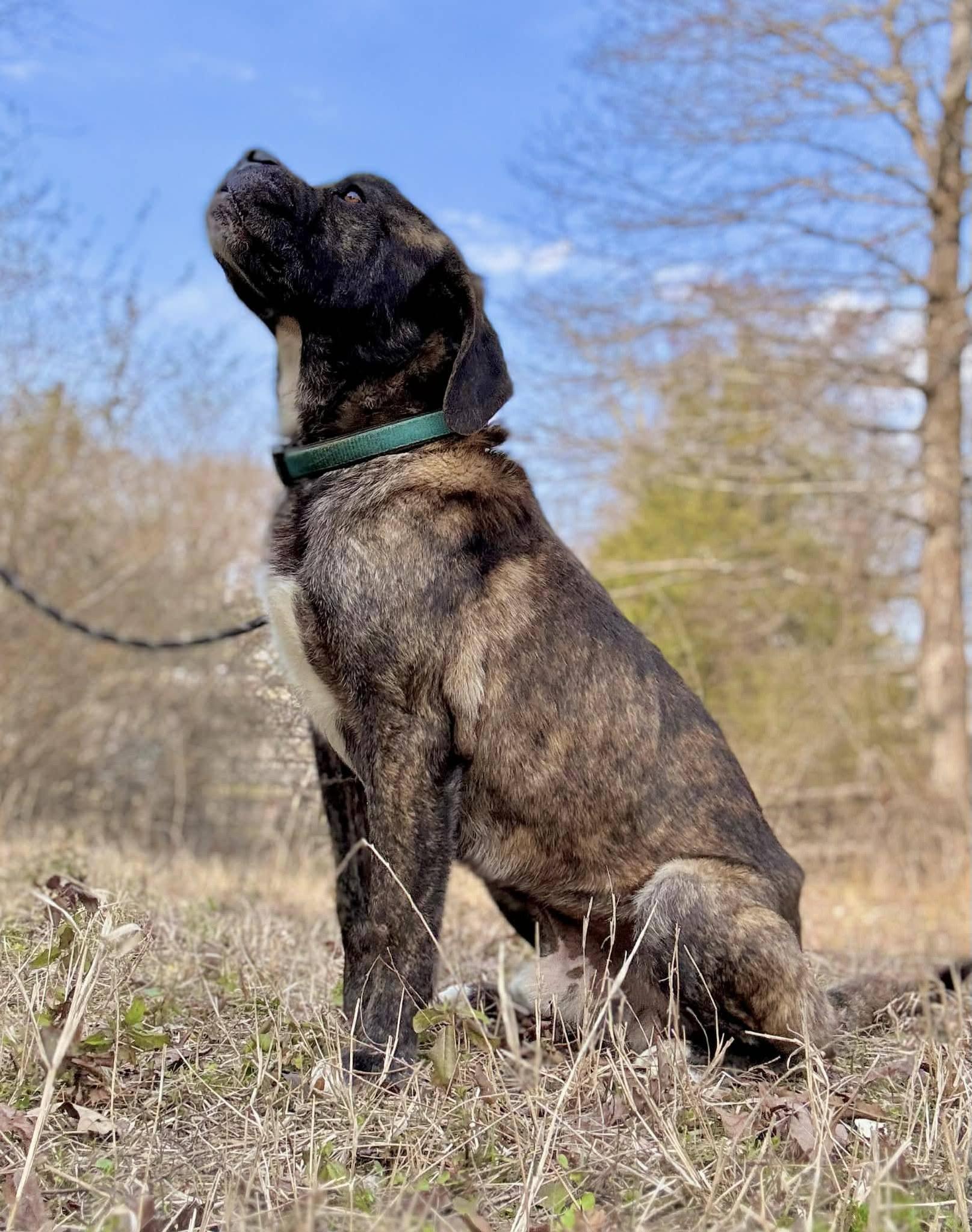 Enlarge CHARLIE, a ADOPTABLE mixed breed in Waverly, TN image 3/3
