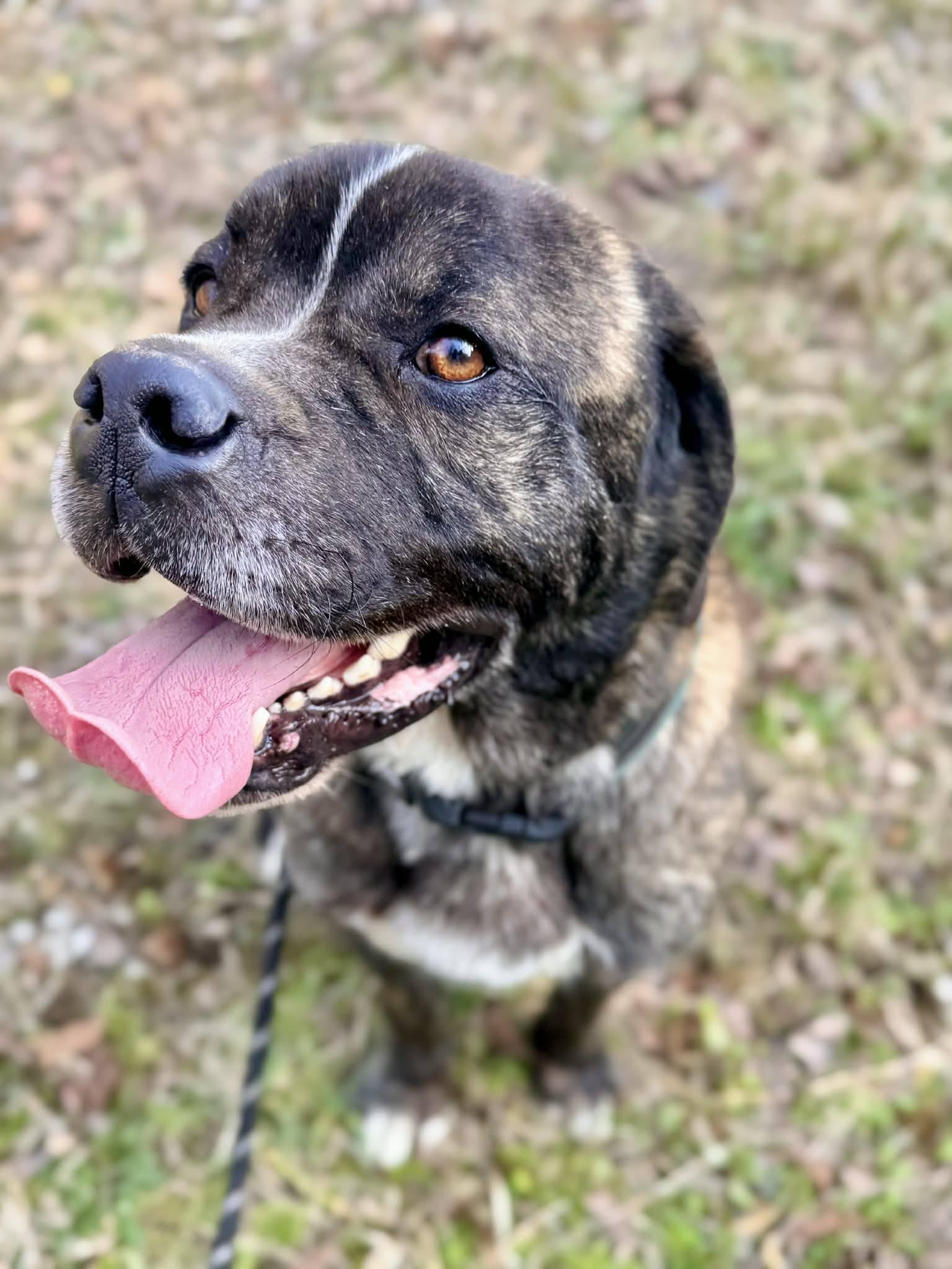 CHARLIE, ADOPTABLE, Adult Male Saint Bernard & Pug.