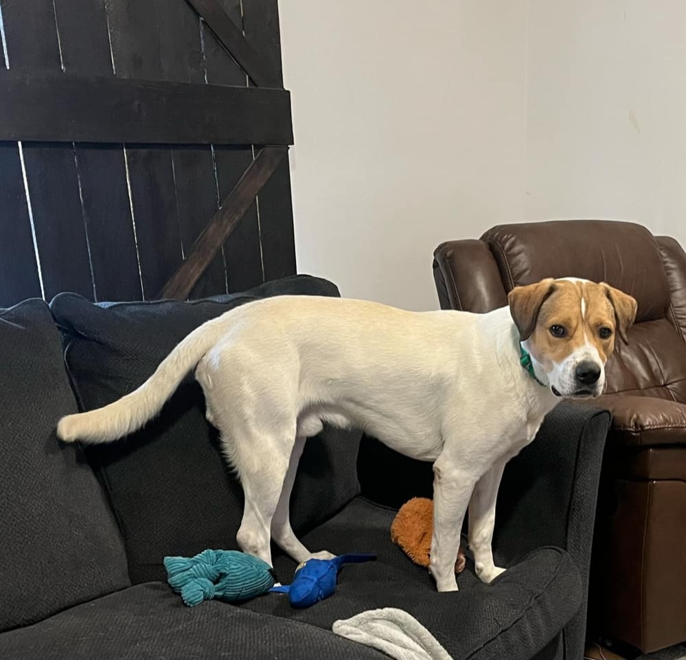 Pedro, an adoptable Hound in Grand Rapids, MI, 49548 | Photo Image 2
