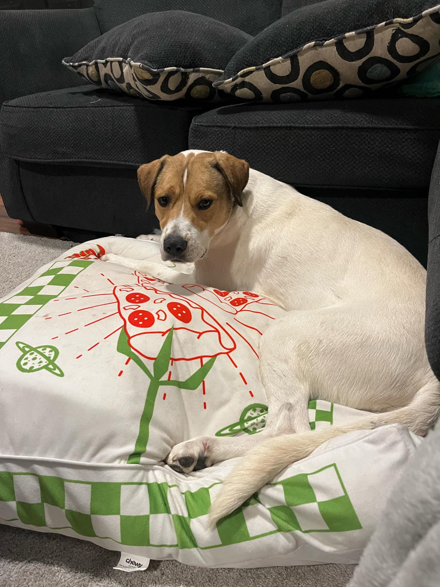 Pedro, an adoptable Hound in Grand Rapids, MI, 49548 | Photo Image 1