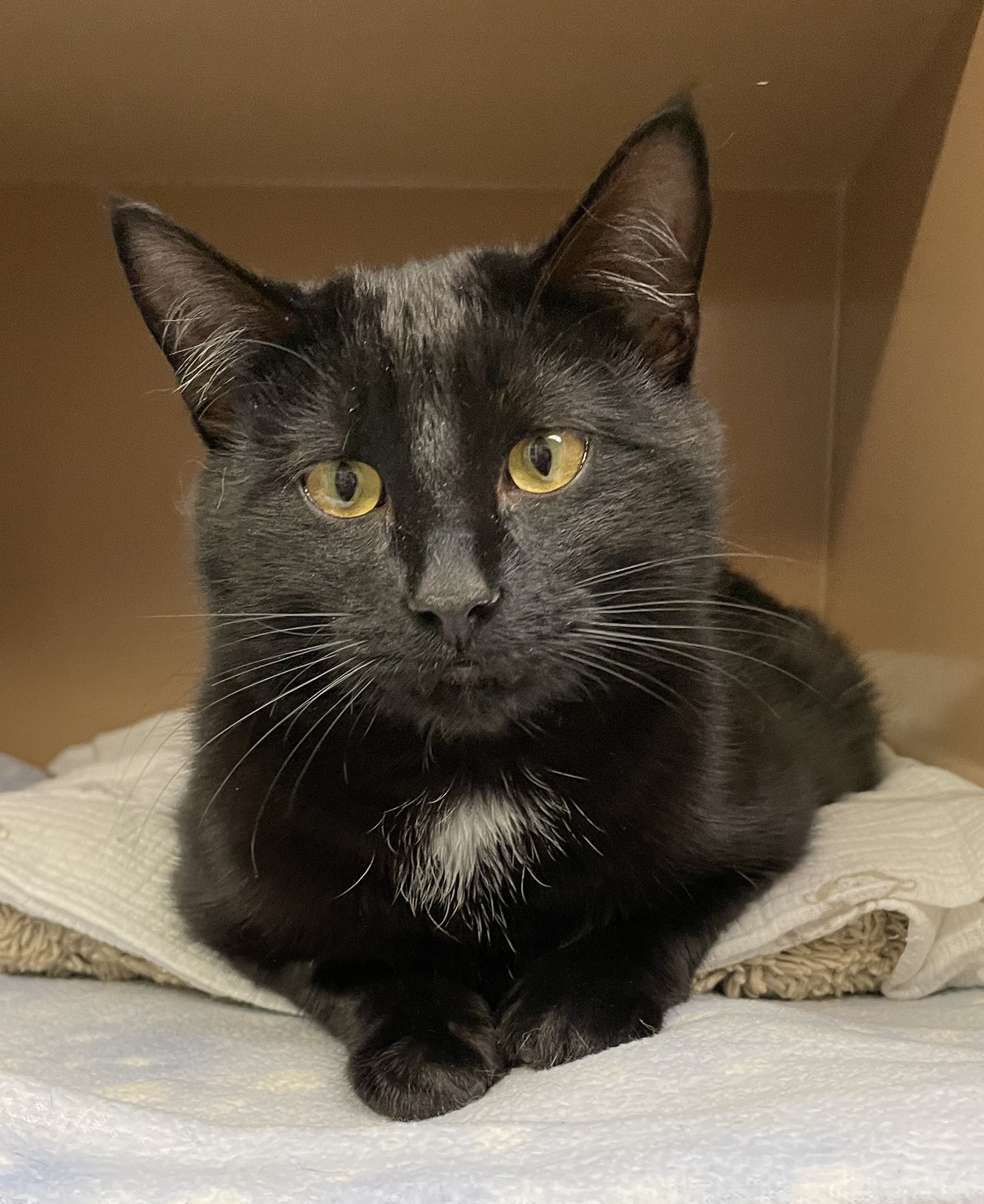 Taylor, Adoptable, Young Male Domestic Short Hair.