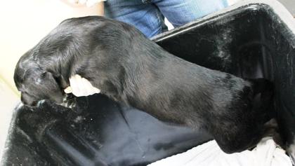 Lip, a Adoptable mixed breed in Picayune, MS image 2/3