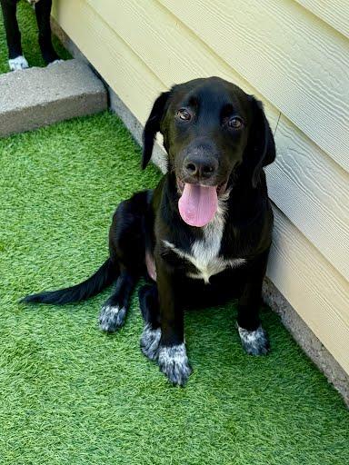 Lip, a Adoptable mixed breed in Picayune, MS image 3/3