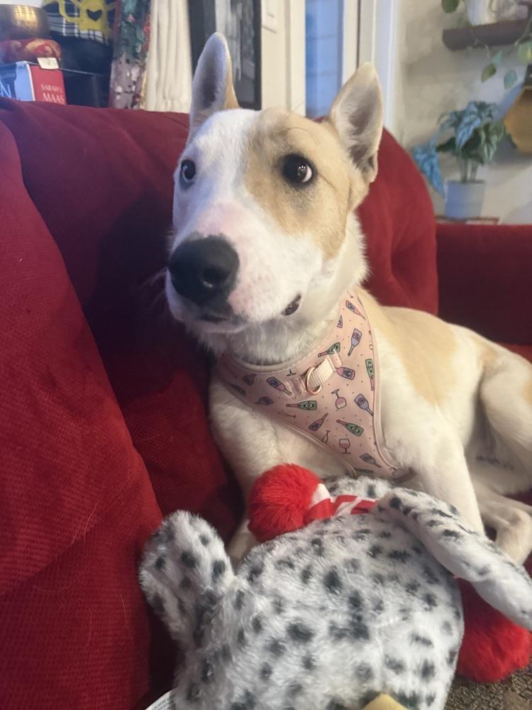 JOY, Adoptable, Young Female Australian Cattle Dog / Blue Heeler.