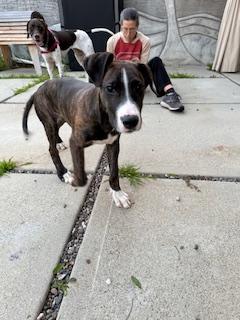 Scooter, Adopted, Puppy Male Doberman Pinscher & Labrador Retriever.