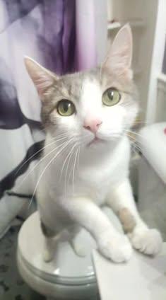 Spence, a Adoptable American Shorthair in Erie, PA image 1/3