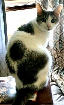 Spence, a Adoptable American Shorthair in Erie, PA image 2/3