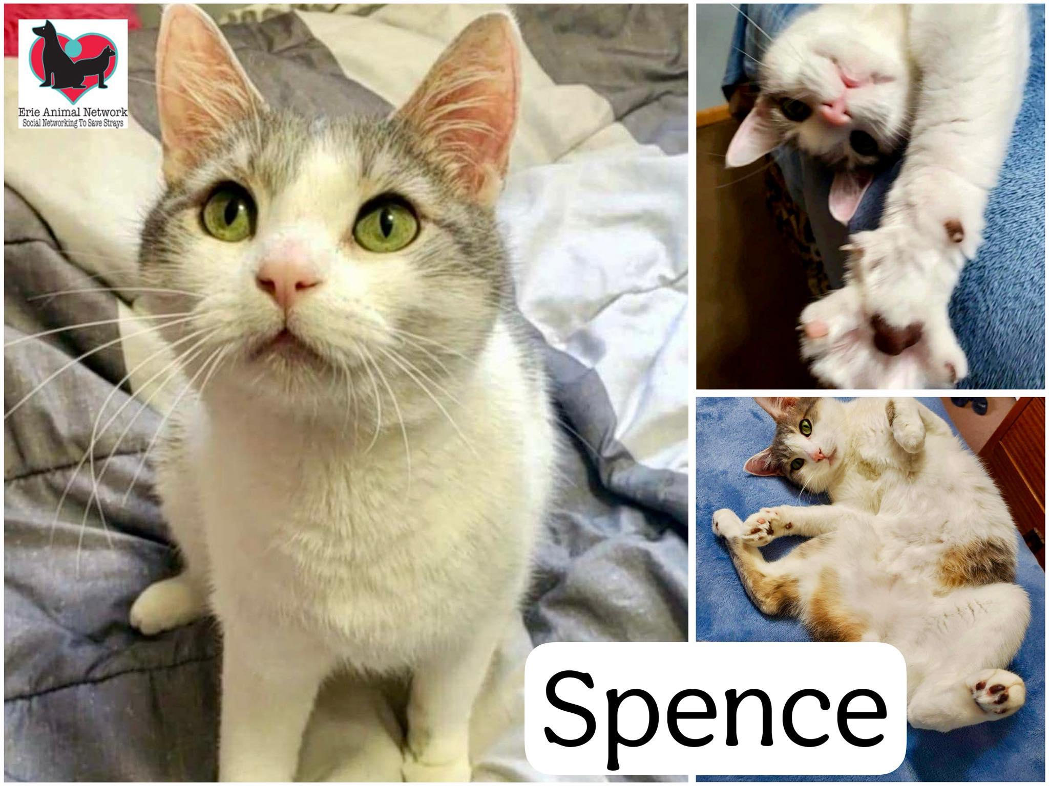 Spence, a Adoptable American Shorthair in Erie, PA image 3/3