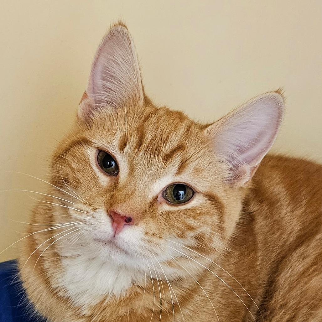 Dash, Adoptable, Young Male Domestic Short Hair.