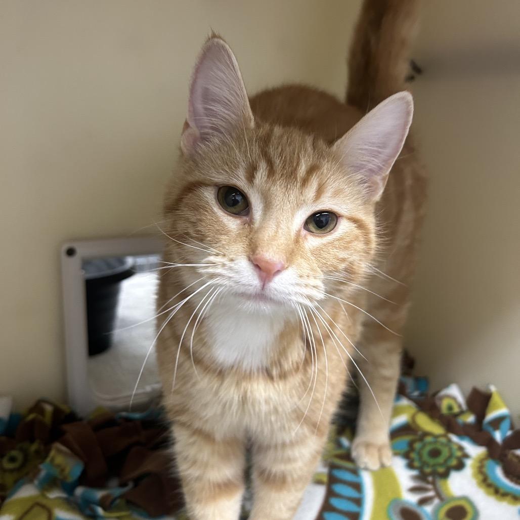 Dash, a Adoptable Domestic Short Hair in Zanesville, OH image 2/3