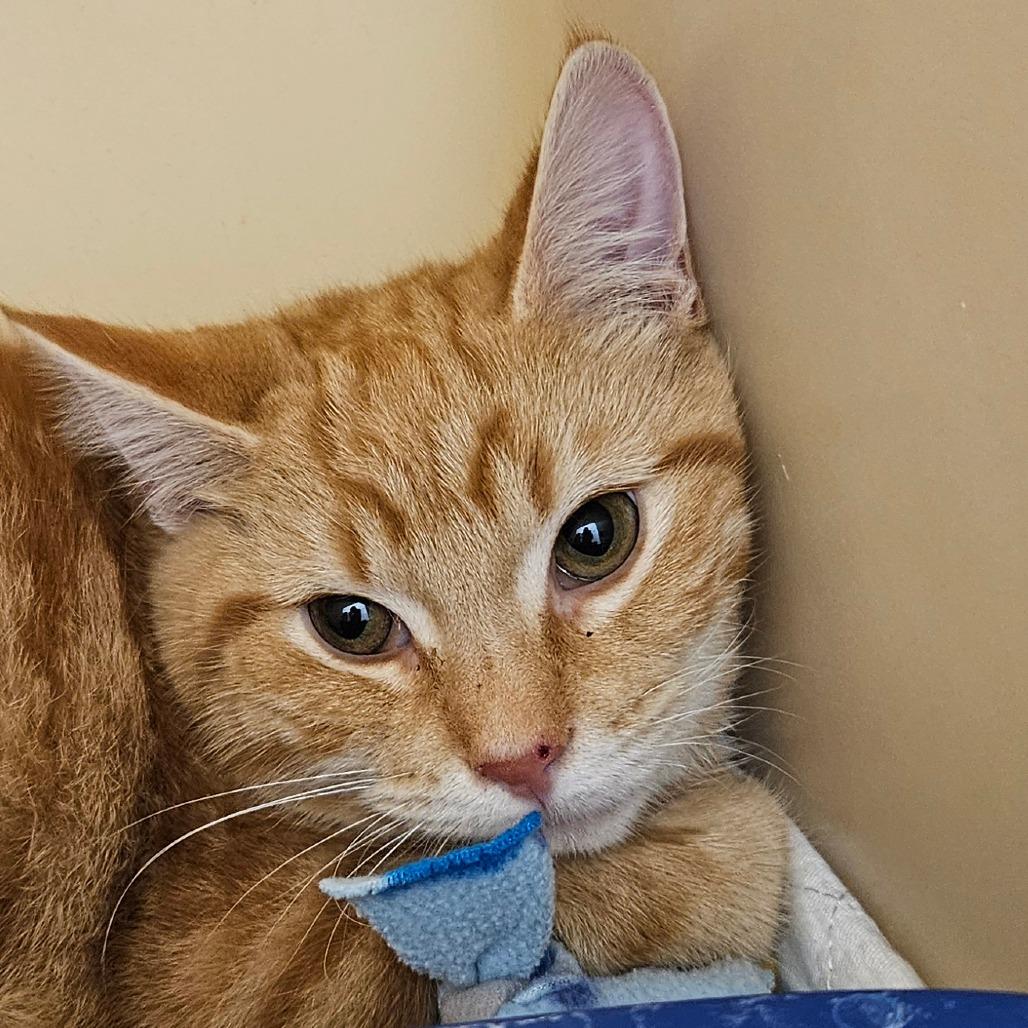 Dash, a Adoptable Domestic Short Hair in Zanesville, OH image 3/3