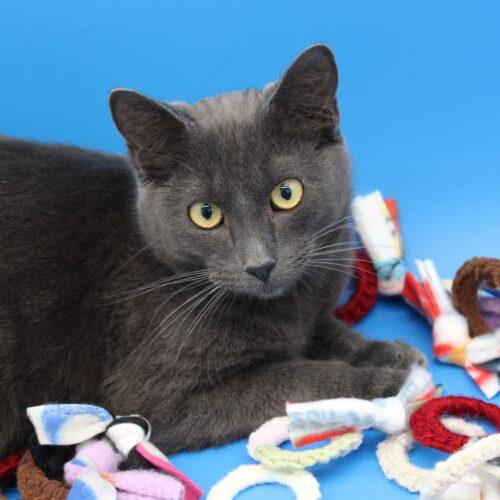 Randall, a Adoptable Domestic Short Hair in Martensdale, IA image 1/5