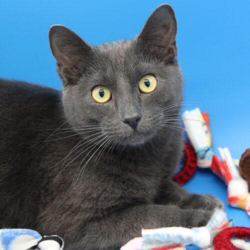 Randall, a Adoptable Domestic Short Hair in Martensdale, IA image 2/5