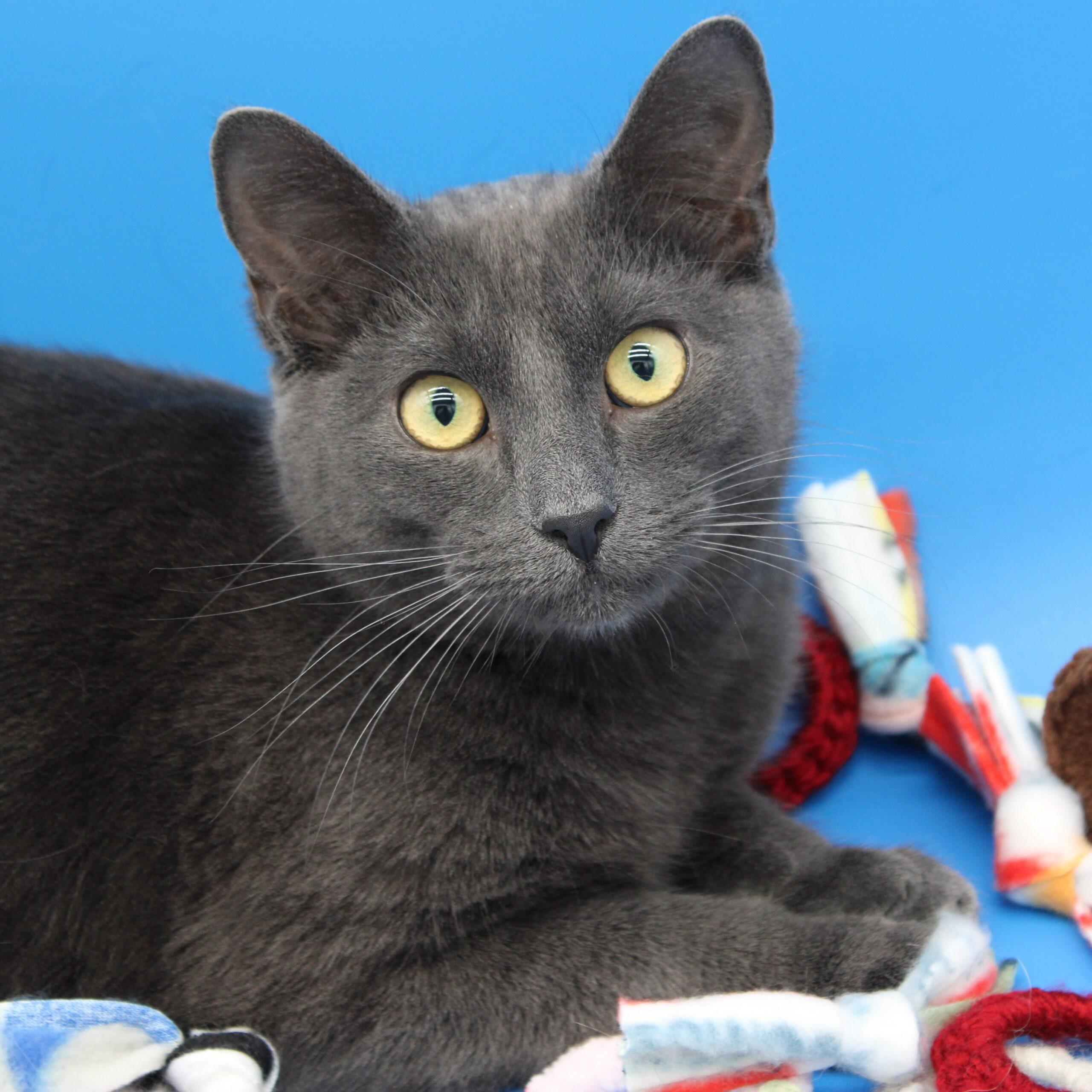 Enlarge Randall, a Adoptable Domestic Short Hair in Martensdale, IA image 3/6