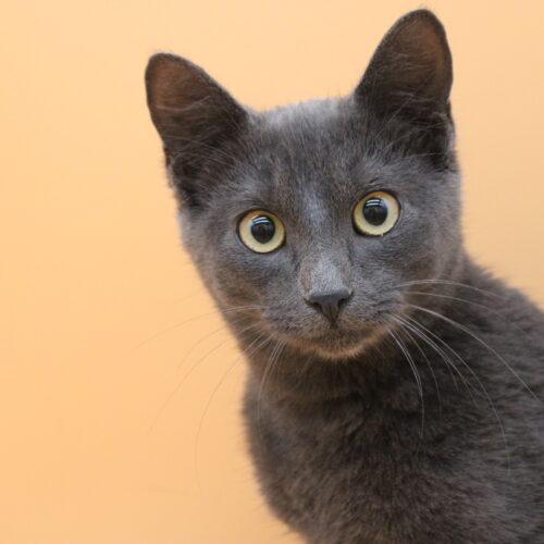 Randall, a Adoptable Domestic Short Hair in Martensdale, IA image 3/5