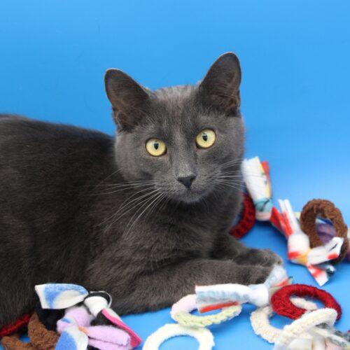 Randall, a Adoptable Domestic Short Hair in Martensdale, IA image 4/5