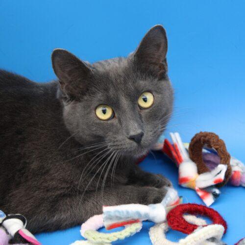 Randall, a Adoptable Domestic Short Hair in Martensdale, IA image 5/5