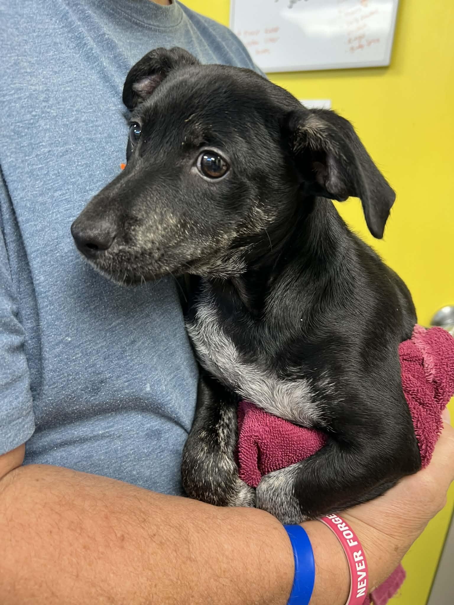 Ice, adoptable, Puppy Male Terrier & Australian Cattle Dog / Blue Heeler.