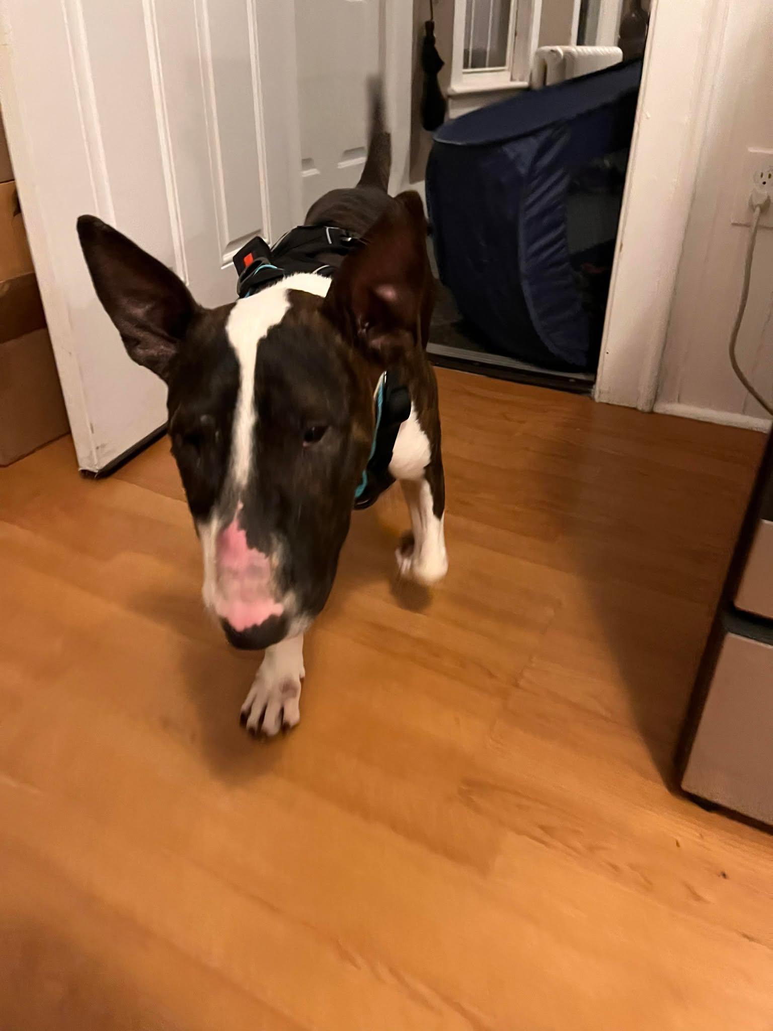 Enlarge 23-083 Hank, a Adopted Bull Terrier in New York, NY image 1/1