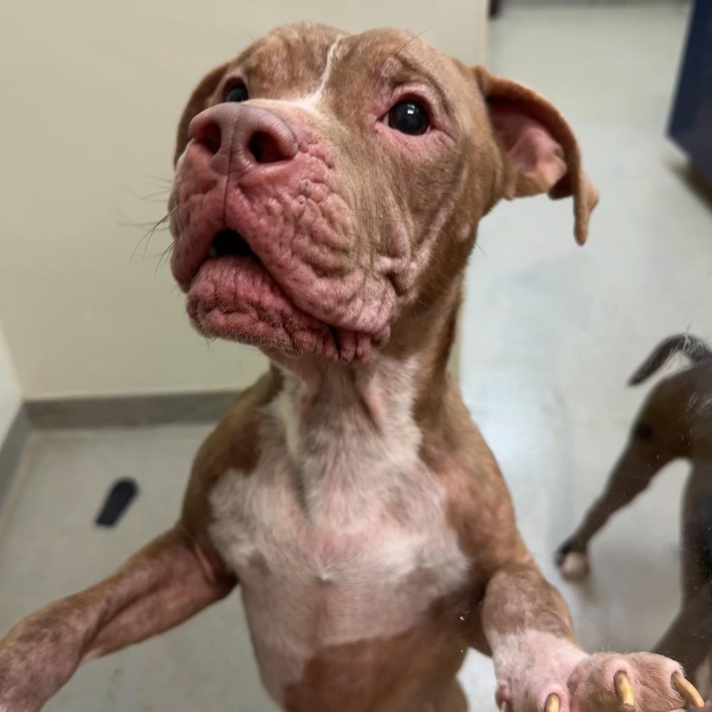 Buster — thumbnail 2