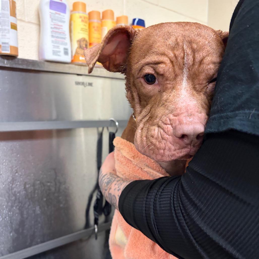 Buster — thumbnail 3