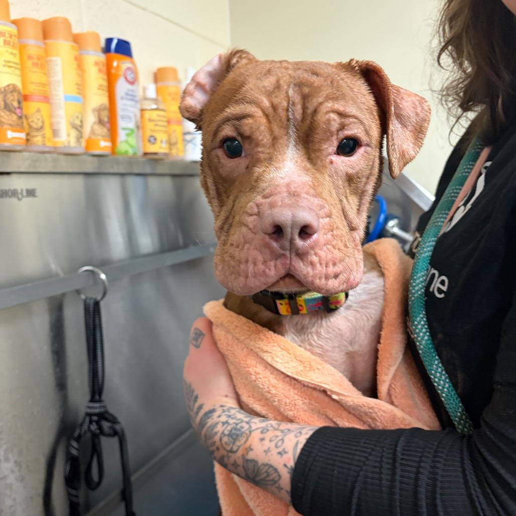 Buster — thumbnail 4