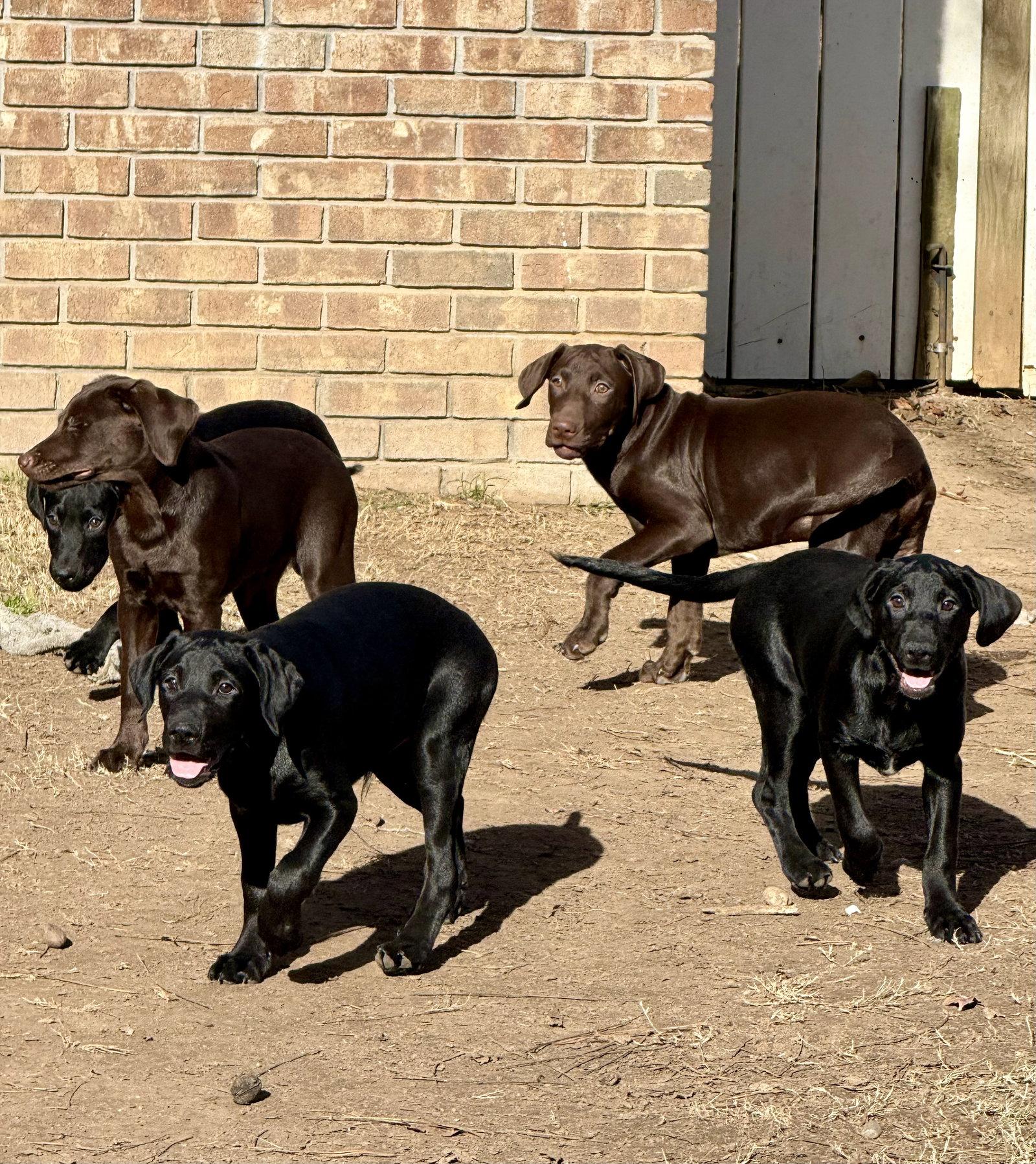Marshall, Adoptable, Young Male Labrador Retriever & Miniature Pinscher.