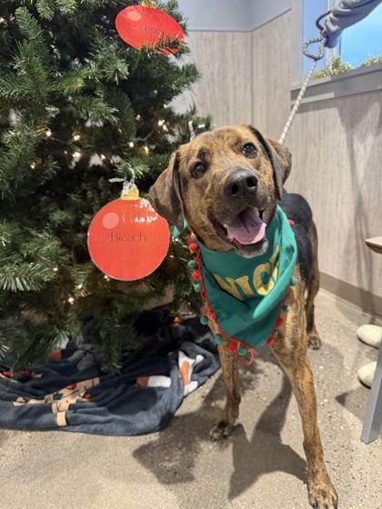 Chuck, Adoptable, Adult Male Mixed Breed & Mixed Breed.