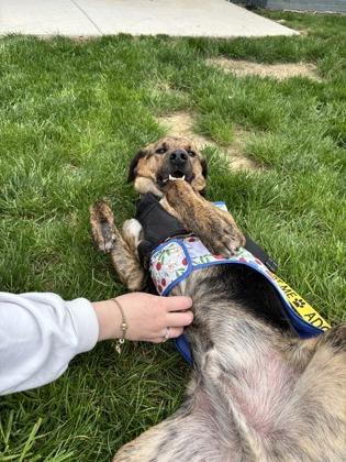 Chuck, Adoptable, Adult Male Mixed Breed & Mixed Breed.