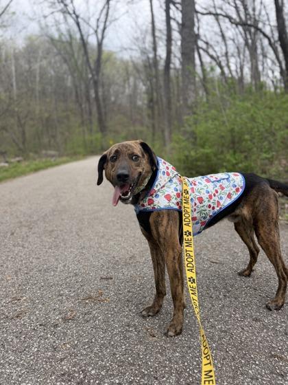 Enlarge Chuck, a Adoptable mixed breed in Lafayette, IN image 2/3