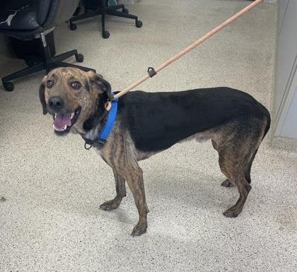 Chuck, a Adoptable mixed breed in Lafayette, IN image 2/3