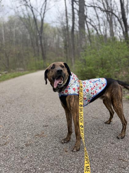 Enlarge Chuck, a Adoptable mixed breed in Lafayette, IN image 3/3