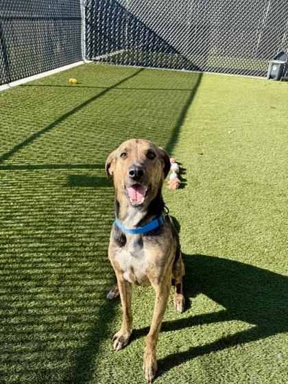 Chuck, a Adoptable mixed breed in Lafayette, IN image 3/3