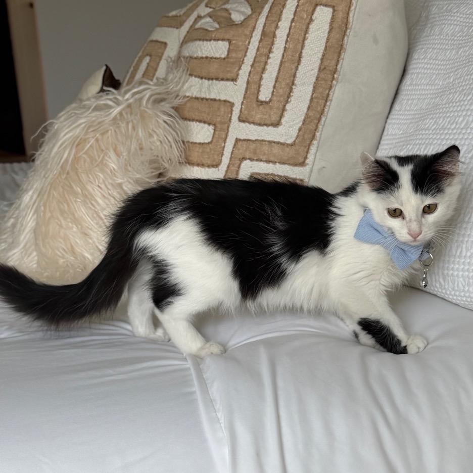 Enlarge Jafaar, a Adoptable mixed breed in Edina, MN image 2/6