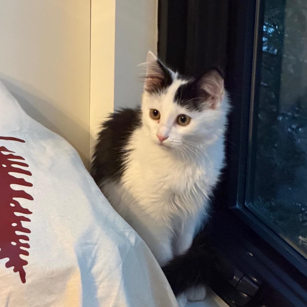 Enlarge Jafaar, a Adoptable mixed breed in Edina, MN image 3/6