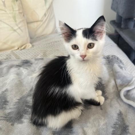 Jafaar, Adoptable, Kitten Male Domestic Short Hair & Domestic Short Hair.