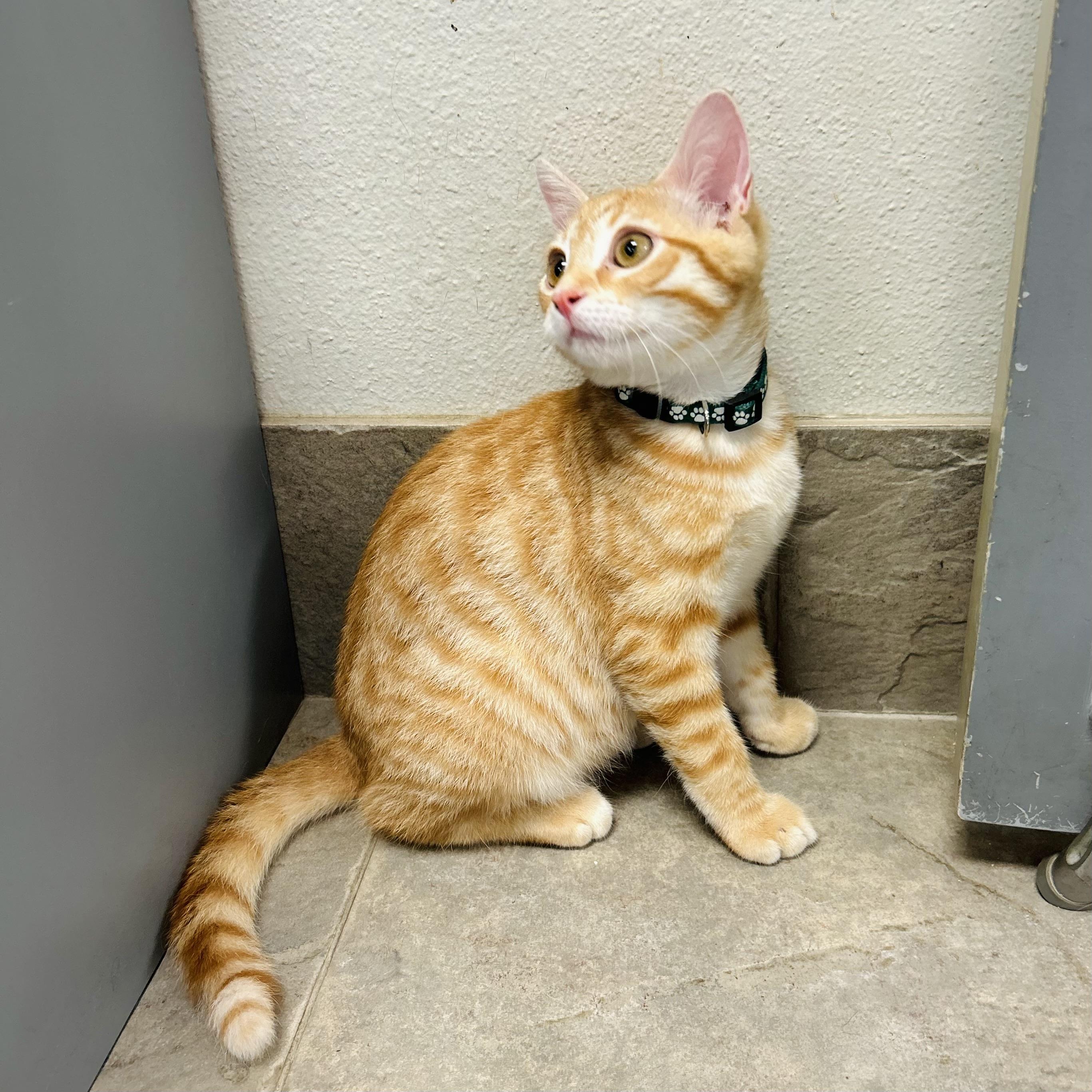 Enlarge Diesel, an adopted American Shorthair in Seguin, TX image 2/2
