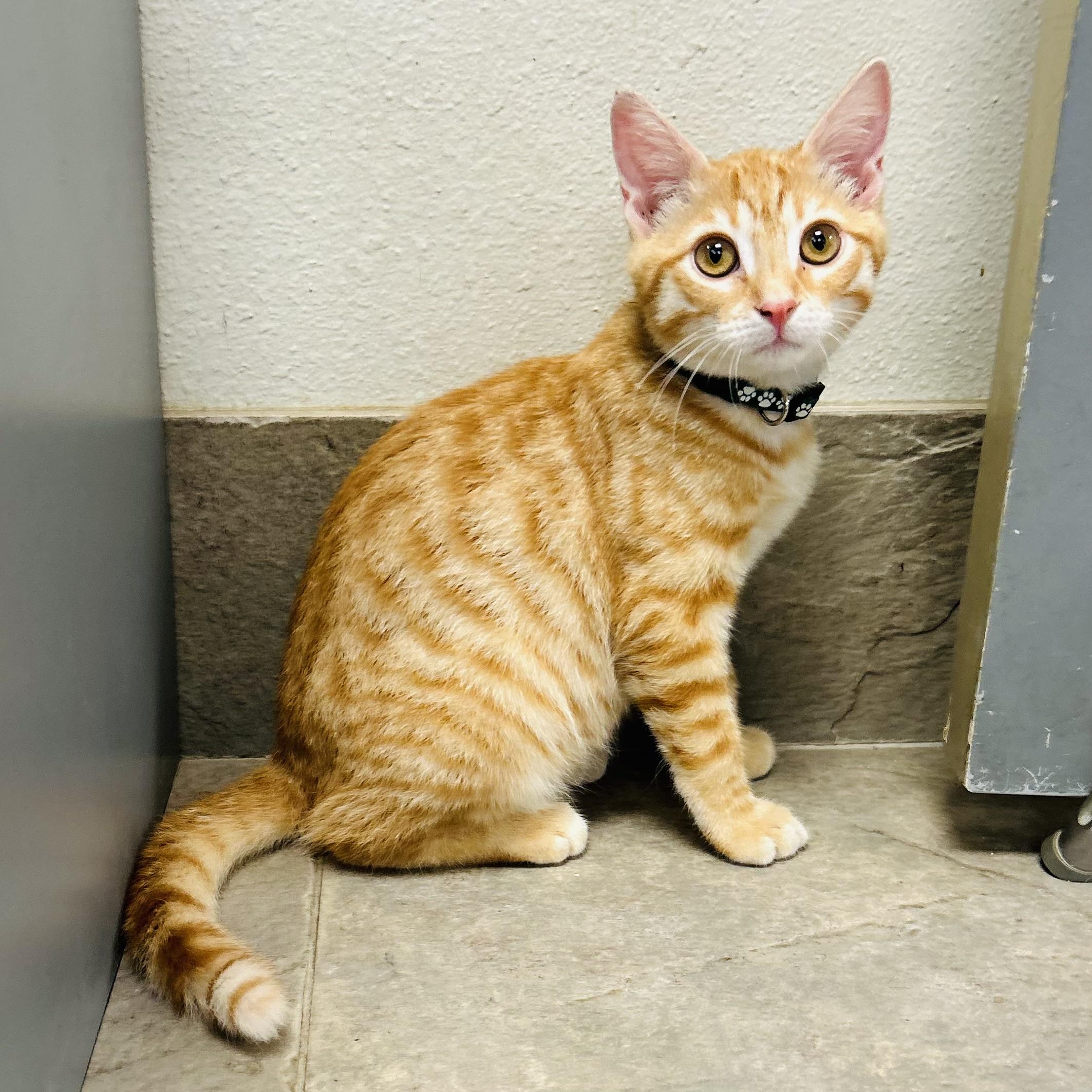 Enlarge Diesel, an adopted American Shorthair in Seguin, TX image 1/2